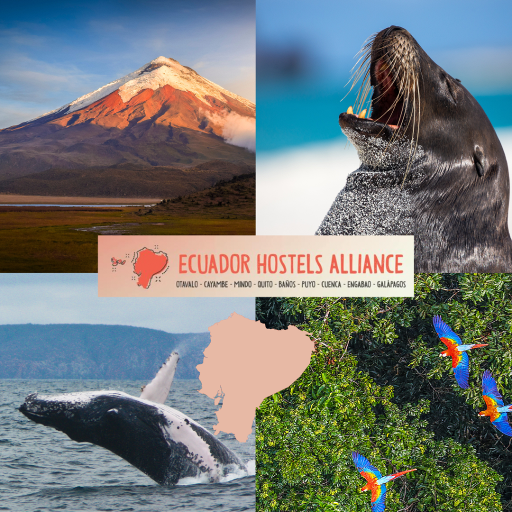 ECUADOR HOSTELS ALLIANCE